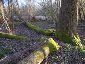 La vallée de l'Ysieux (Luzarches)
