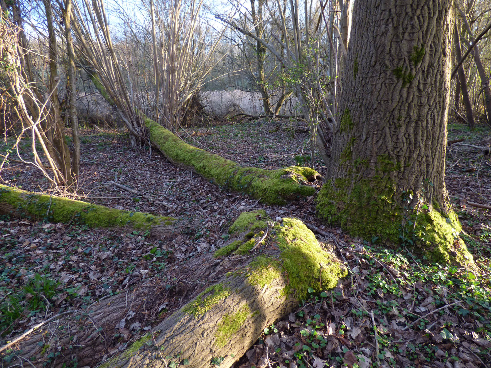 Le GOUY (8 avril 2016)