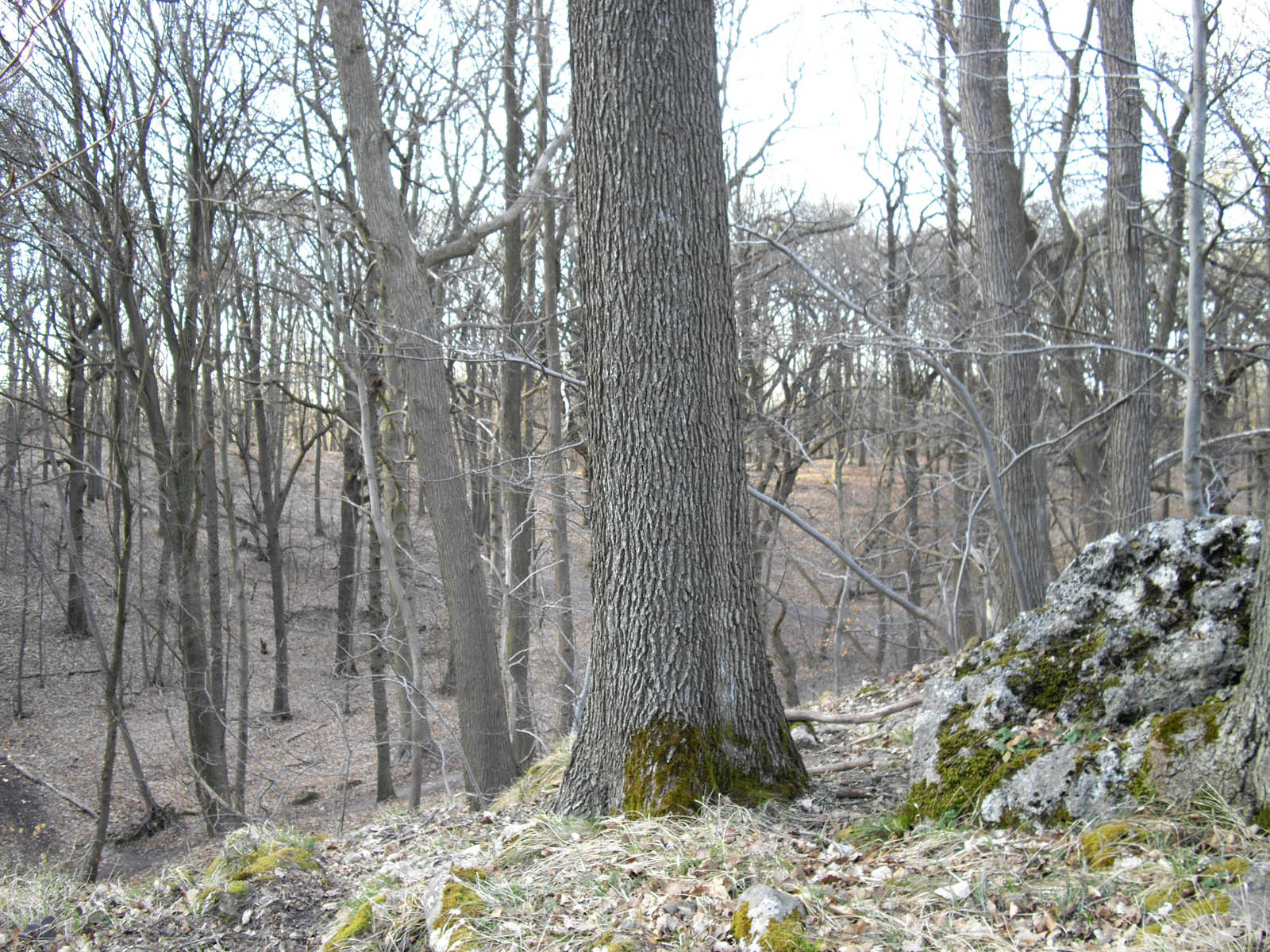 Les brûlis, à Chaumontel