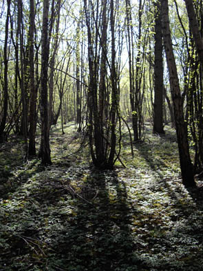 La forêt de Rocquemont (Luzarches)