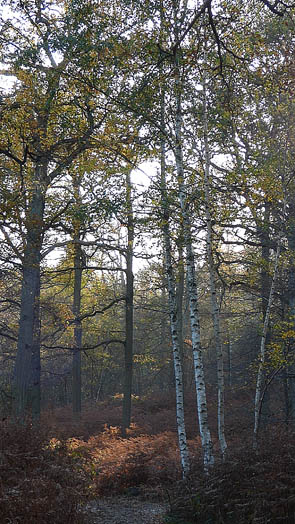 Forêts et sous-bois (Luzarches)