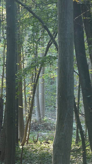 Forêts et sous-bois (Luzarches)