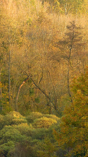 Forêts et sous-bois (Luzarches)