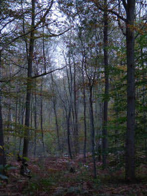 Forêts et sous-bois (Luzarches)