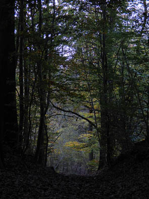 Forêts et sous-bois (Luzarches)